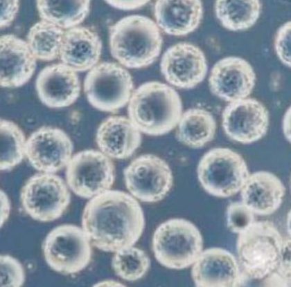 Spherical Microcarrier